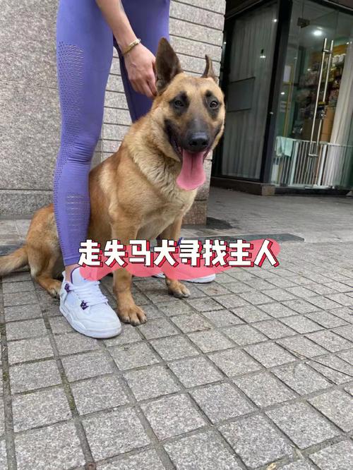 马犬为什么喜欢咬主人手，马犬为什么喜欢咬主人手指