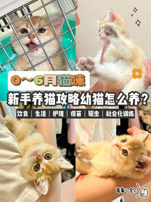 2个月大的猫咪怎么养，2个月的猫怎么养要注意什么