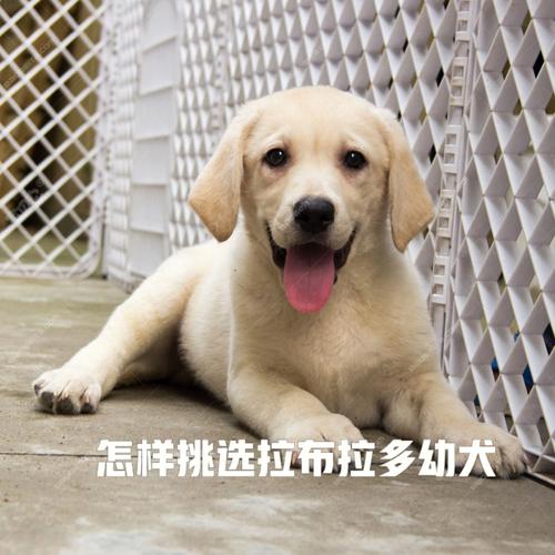 纯种拉布拉多犬训练视频，拉布拉多犬训练教程