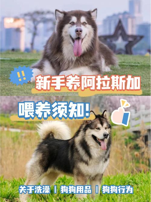 阿拉斯加犬如何喂养，阿拉斯加犬如何喂养视频