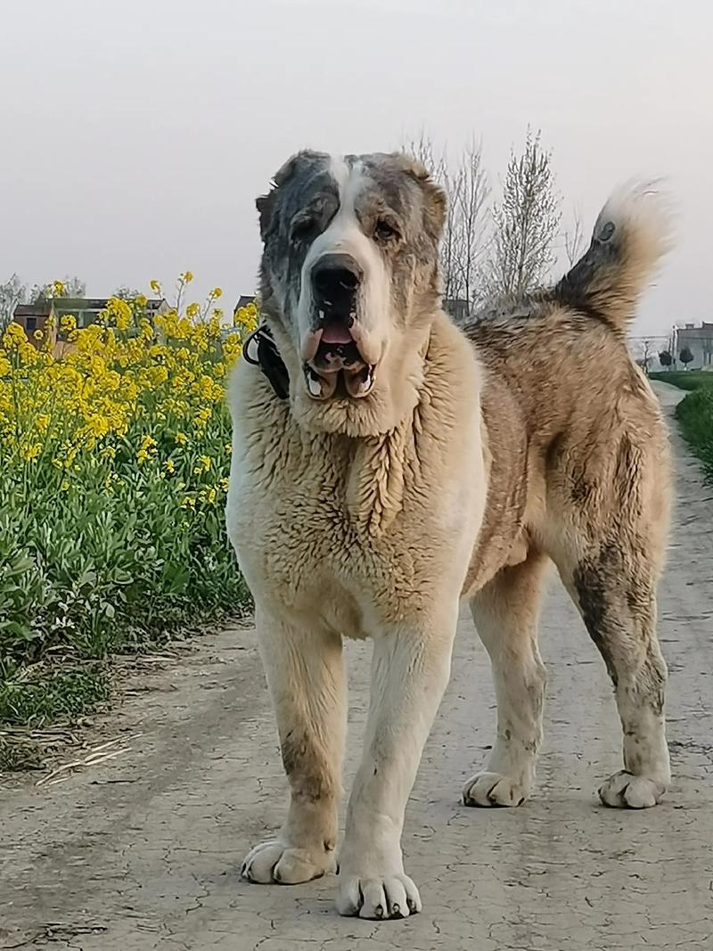 中亚牧羊犬有几种类型，中亚牧羊犬介绍