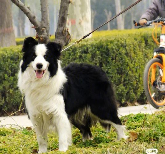 边境牧羊犬在不同地区能养吗，边境牧羊犬可以在城市养吗