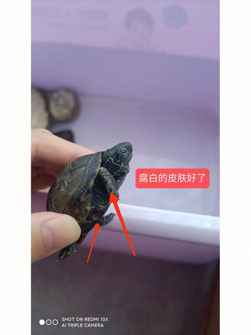 乌龟用药一览表，乌龟常用药