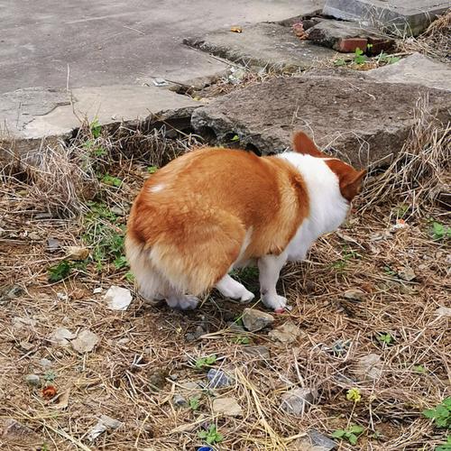 柯基犬大便干燥怎么办，柯基拉的屎很干