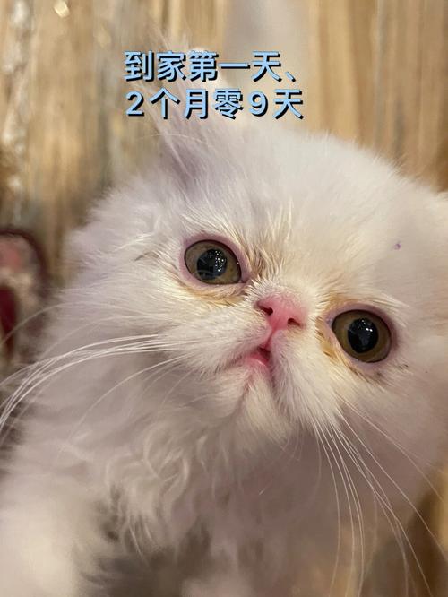 波斯猫应该怎样做才会觉得快乐，如何让波斯猫迅速喜欢你