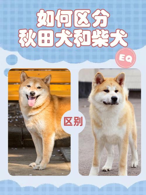 选购秋田犬时如何区分品种，秋田犬品相鉴别