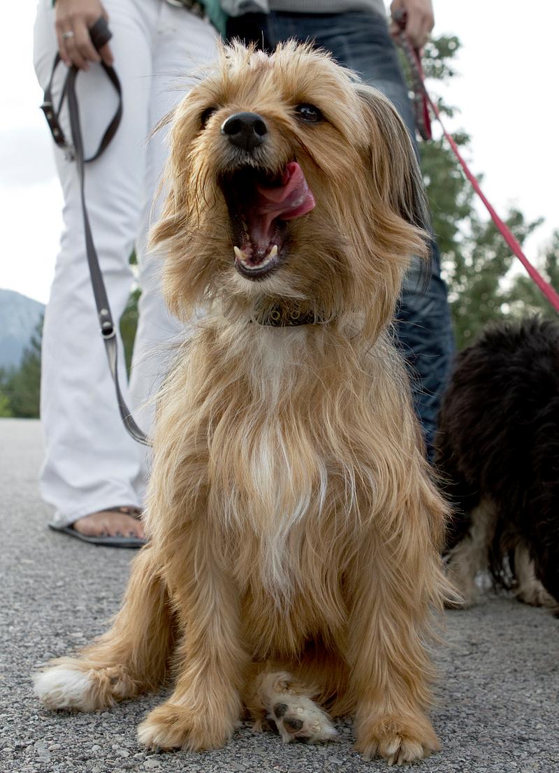 拉萨犬多少钱一条，拉萨犬多少钱一只