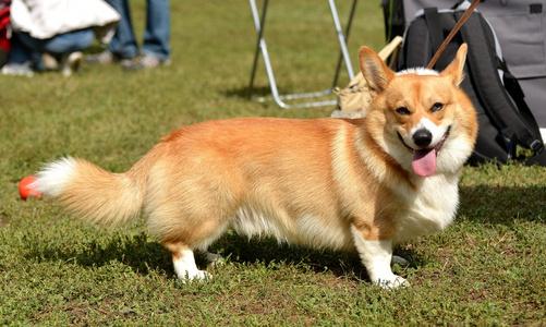 挑选瑞典柯基犬时需要注意哪些，瑞典柯基犬和威尔士柯基犬