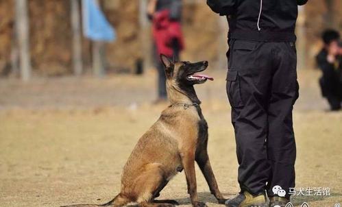 马犬训练科目大全，马犬训练科目大全图片