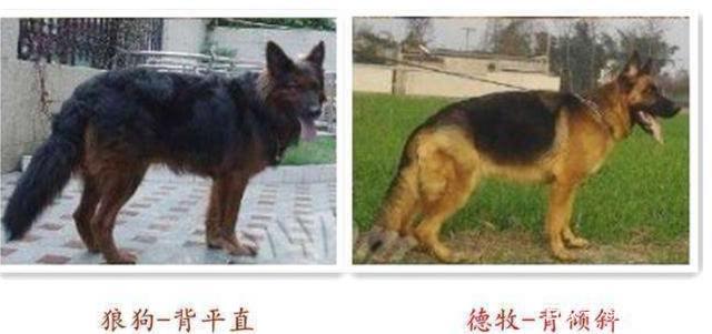 德国牧羊犬和狼狗之间的故事，德国牧羊犬和狼狗有什么区别