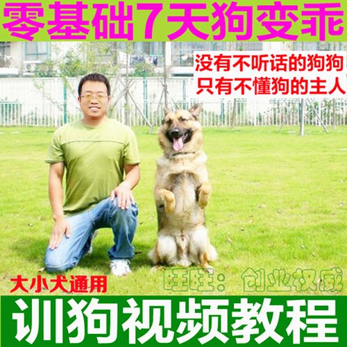 训练边境牧羊犬的方法及训练技巧，训练边境牧羊犬的方法及训练技巧图片