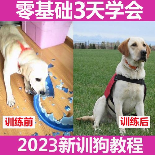 新手怎么训练马犬不咬人，如何训练马犬凶猛