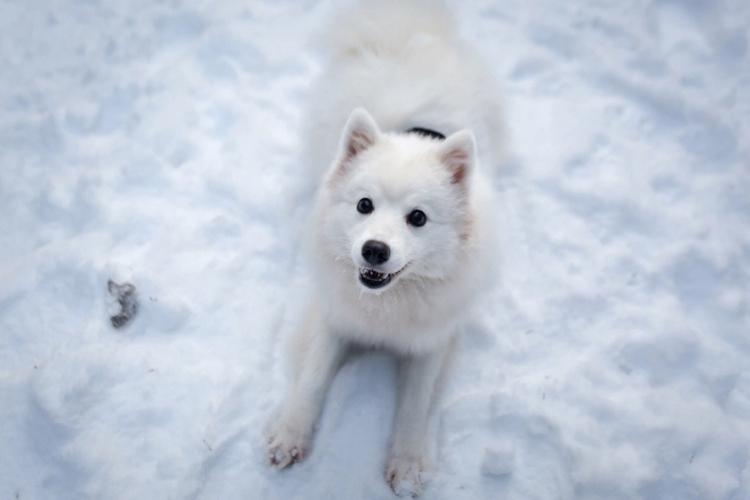 爱斯基摩犬凶吗，爱斯基摩犬缺点