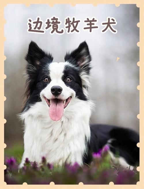 边境牧羊犬特点和缺点，边境牧羊犬特点和缺点图片