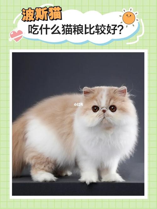 波斯猫喂什么猫粮，波斯猫喂什么猫粮好