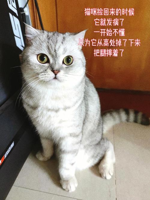 折耳猫老吐是什么病，折耳猫老吐是什么病症