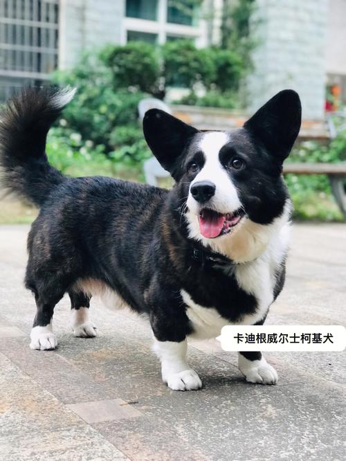 威尔士柯基犬资料，威尔士柯基犬介绍