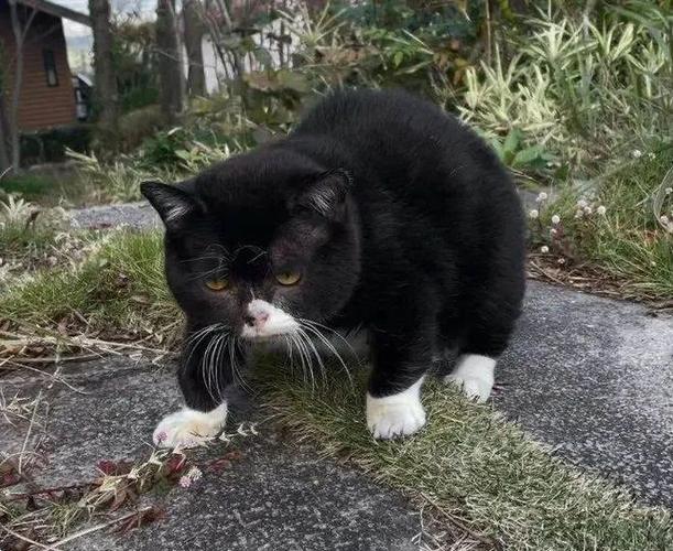 加菲猫出现黑下巴是什么情况，加菲猫嘴边毛黑色分泌