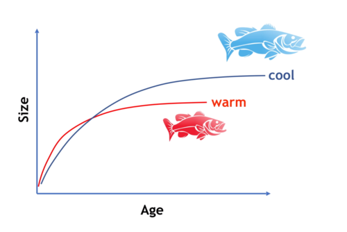 水温高低对鱼类生长的影响，水温升高对鱼的影响