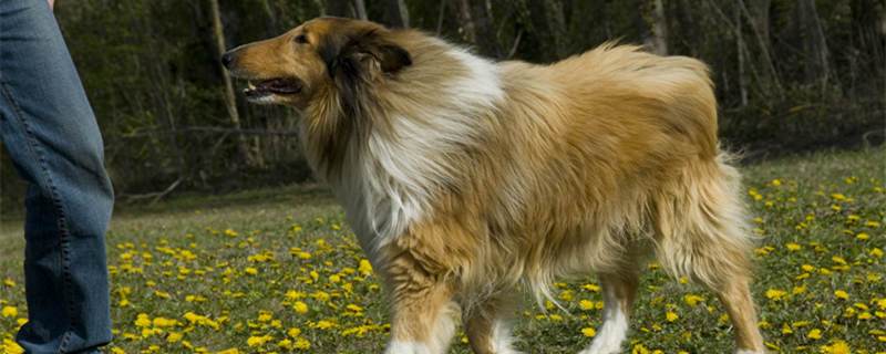 苏格兰牧羊犬护主吗，苏格兰牧羊犬让养吗