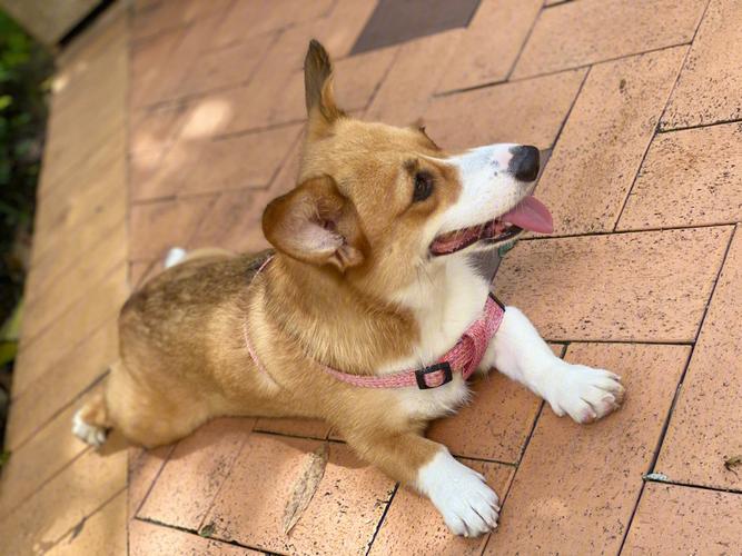 柯基犬怎么驯服，如何驯服柯基犬