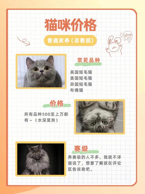 波斯猫价钱是多少，波斯猫的价钱是多少