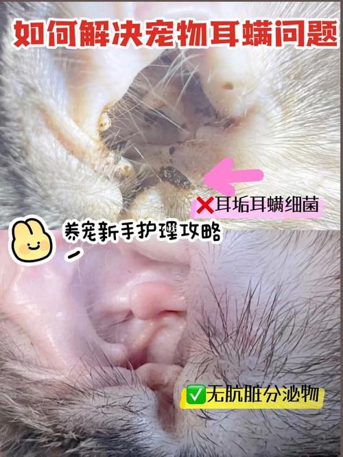 折耳猫耳朵里面的清洗剂是什么，折耳猫怎么清洁猫耳