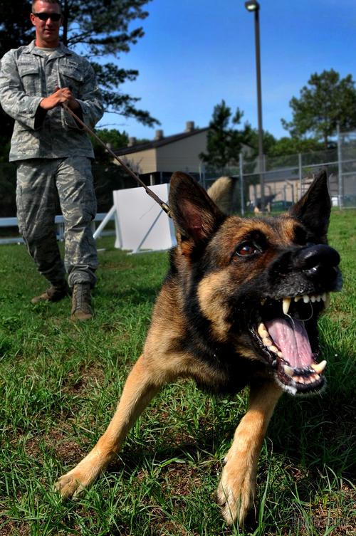 德国牧羊犬怎么训练成警犬，德国牧羊犬怎么训练牧羊