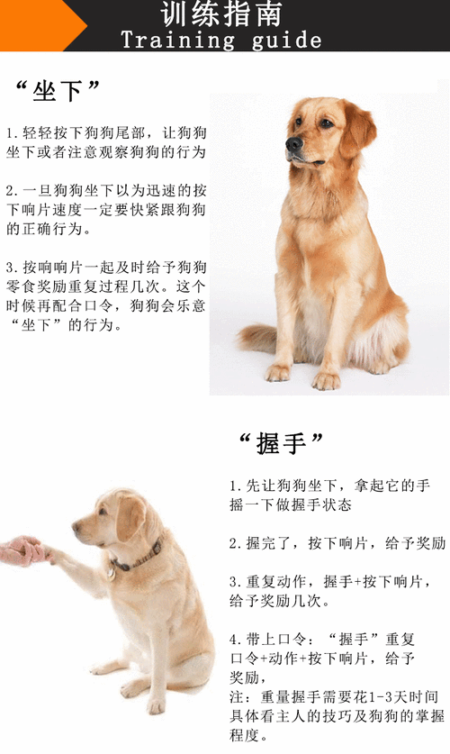 巴哥犬怎么训练大小便视频，巴哥犬怎么训练大小便视频讲解