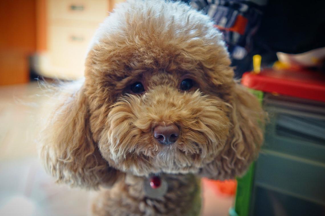 泰迪犬的颜色有哪些图片，泰迪狗各种颜色的图片