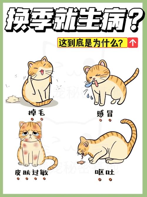 波斯猫我生病了，波斯猫天生疾病