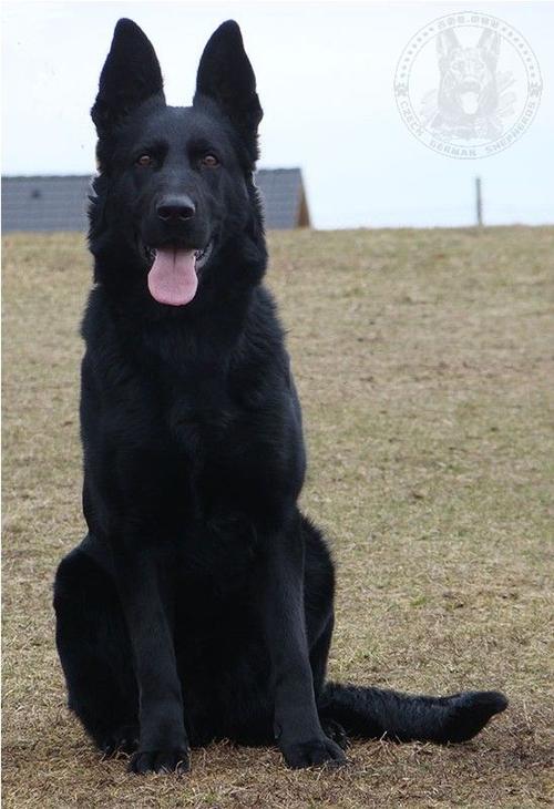 安纳托利亚牧羊犬杀死花豹，安纳托利亚牧羊犬黑色