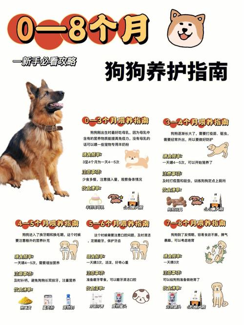 阿拉斯加犬的训练及喂养方法，阿拉斯加犬幼犬怎样喂养