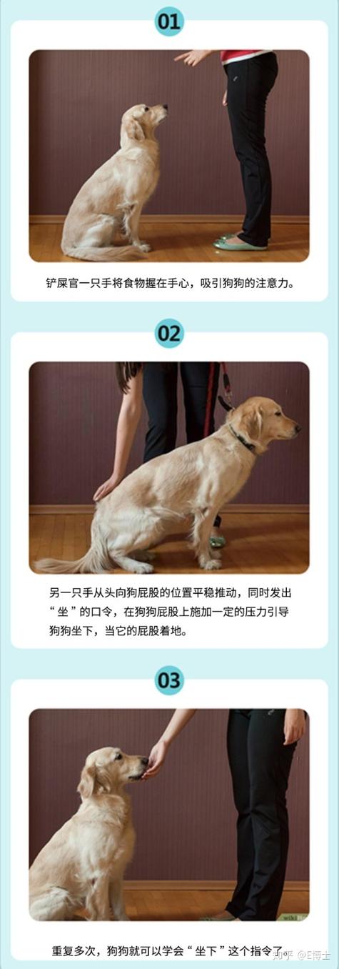 巴哥犬怎么训练上手，巴哥犬怎么驯服