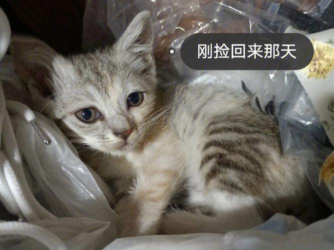 把流浪猫放了对他来说好吗，把流浪猫扔了会有报应吗