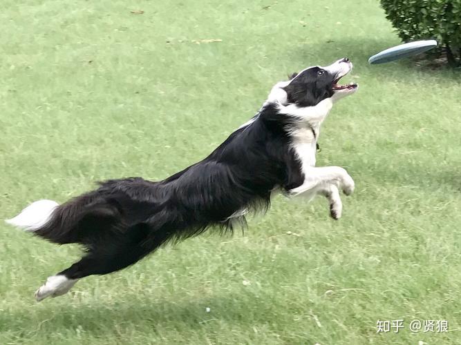 训练边境牧羊犬叼飞盘的视频，边境牧羊犬接飞碟视频