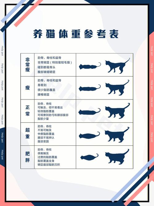 3个月猫咪标准体重，3个月猫咪体重应该多少