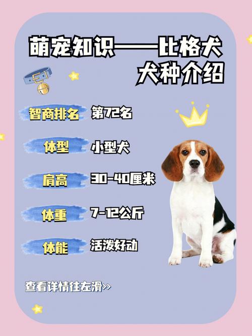 四种方法让你的比特犬长大，四种方法让你的比特犬长大