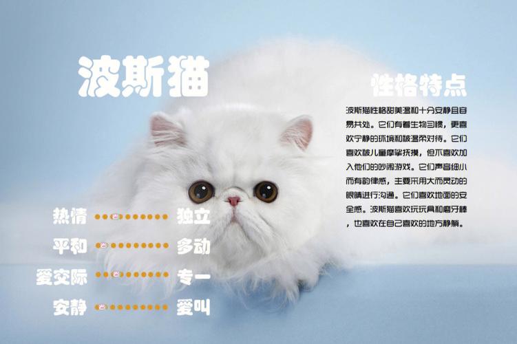 波斯猫多少钱一只?应该怎么养，波斯猫多少钱一只纯种