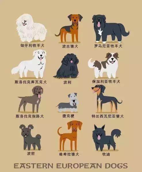 博美犬的区别，萨摩耶和博美犬的区别