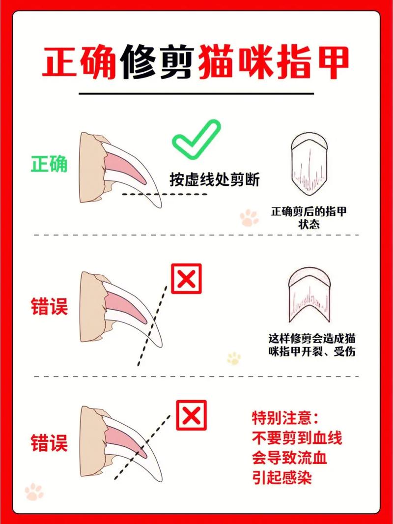 布偶猫剪指甲的方法及图解，布偶猫剪指甲是不是不好