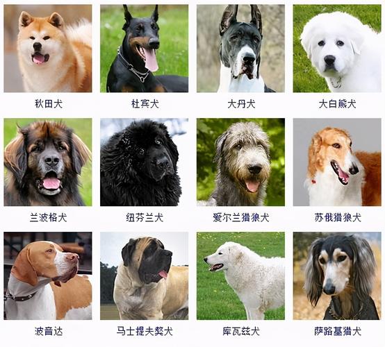 圣伯纳犬适配年龄，圣伯纳犬分几种