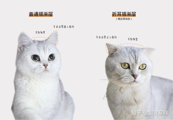 折耳猫怎么辨别，怎么看折耳猫的品种好坏