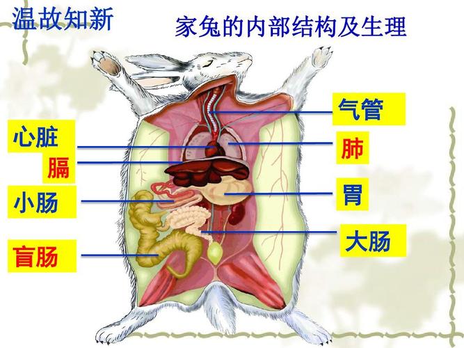 兔子球虫症和毛球症的区别图片，兔子球虫病解剖图片