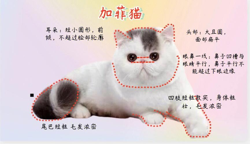 波斯猫和加菲猫一样吗，波斯猫和加菲猫哪个好