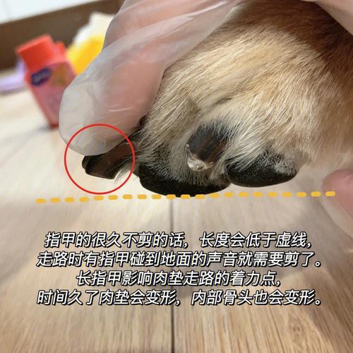 怎么给吉娃娃犬剪指甲视频，如何给吉娃娃剪指甲