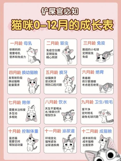 波斯猫的喂养及养护要点，波斯猫的喂养及养护要点有哪些