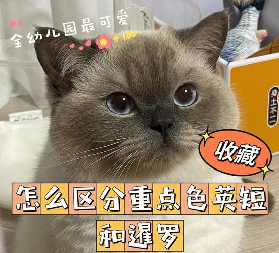 东奇尼猫和暹罗猫区别，东奇尼猫和暹罗猫区别大吗