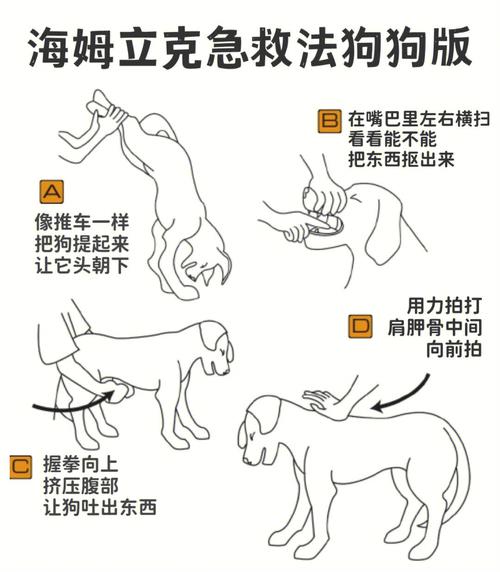 怎么训练可卡犬视频，可卡犬视频讲解