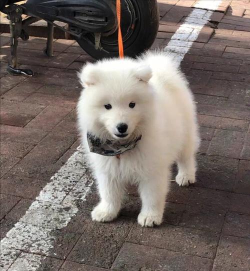 选购一只健康活泼的萨摩耶幼犬，萨摩耶幼犬有什么特点